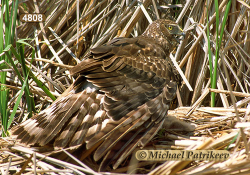 Northern Harrier (Circus hudsonius)